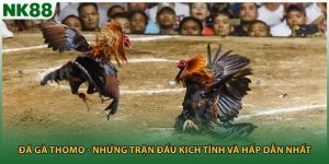 Đá Gà Thomo - Những Trận Đấu Kịch Tính Và Hấp Dẫn Nhất