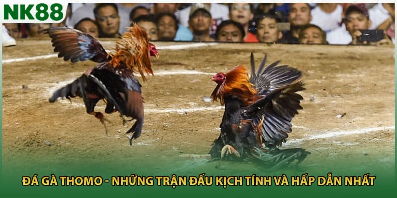 Đá Gà Thomo - Những Trận Đấu Kịch Tính Và Hấp Dẫn Nhất